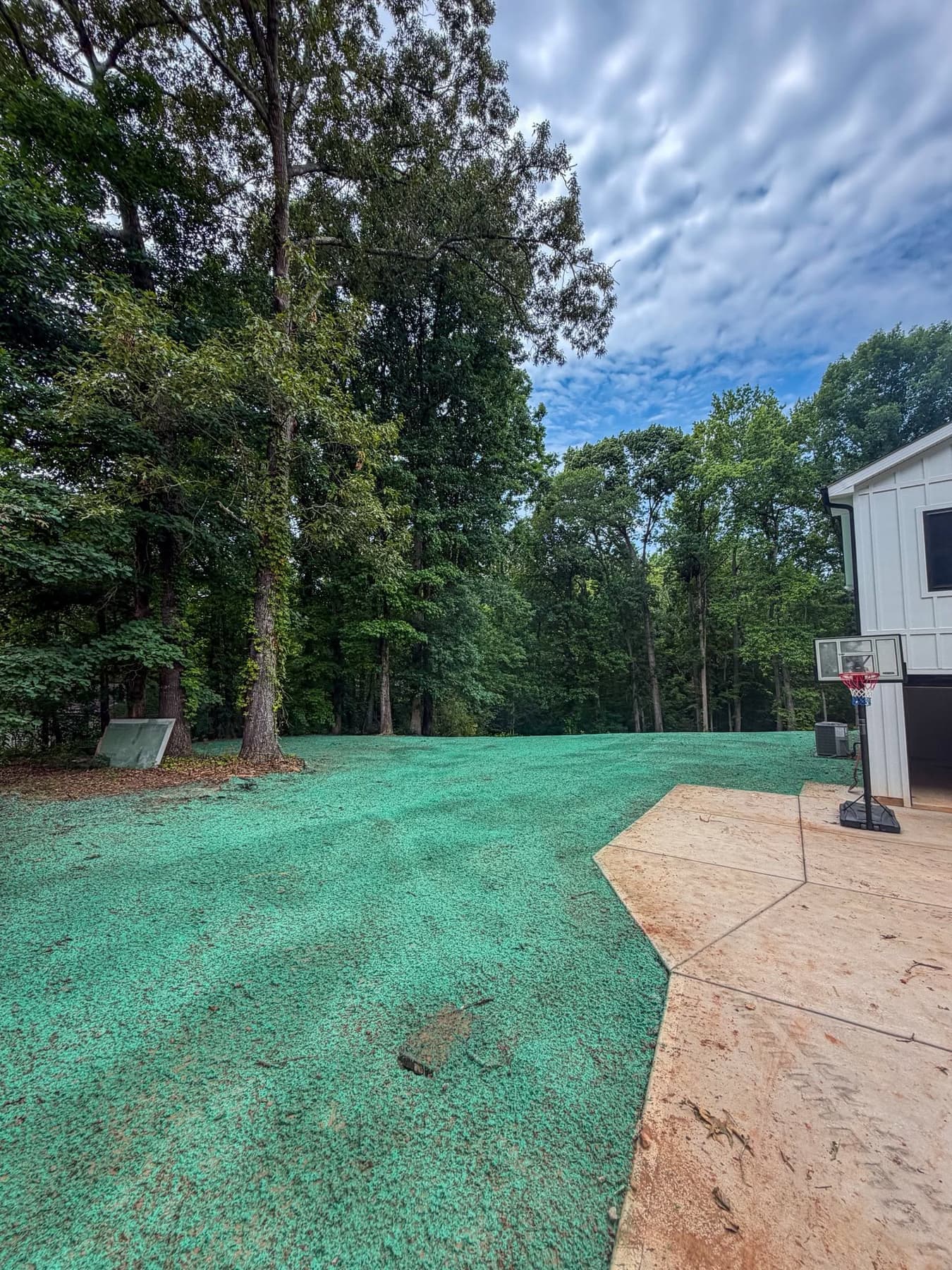 Freshly hydroseeded residential backyard with a basketball hoop