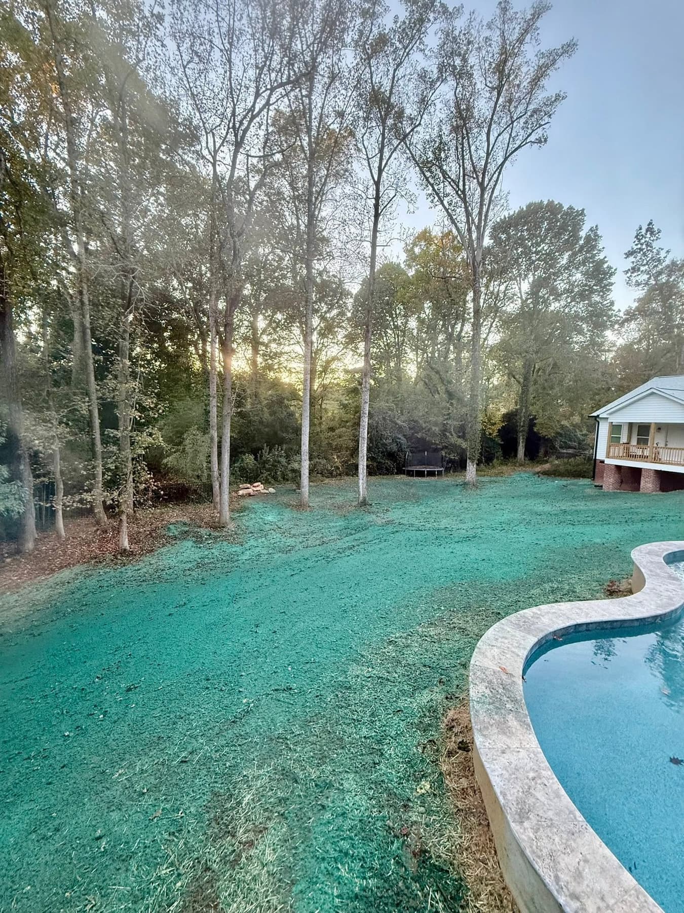 Established green residential backyard lawn next to a pool