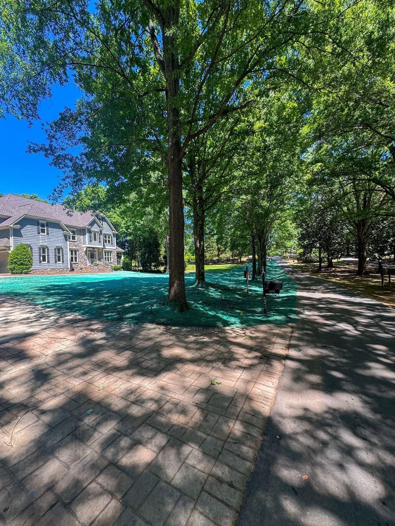 Established green residential lawn along a tree-lined neighborhood street
