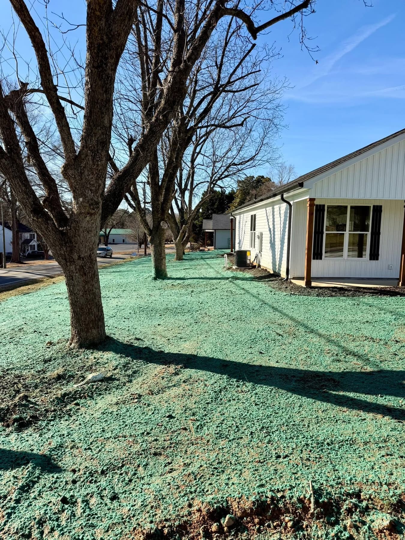 Freshly hydroseeded residential lawn along a tree-lined street