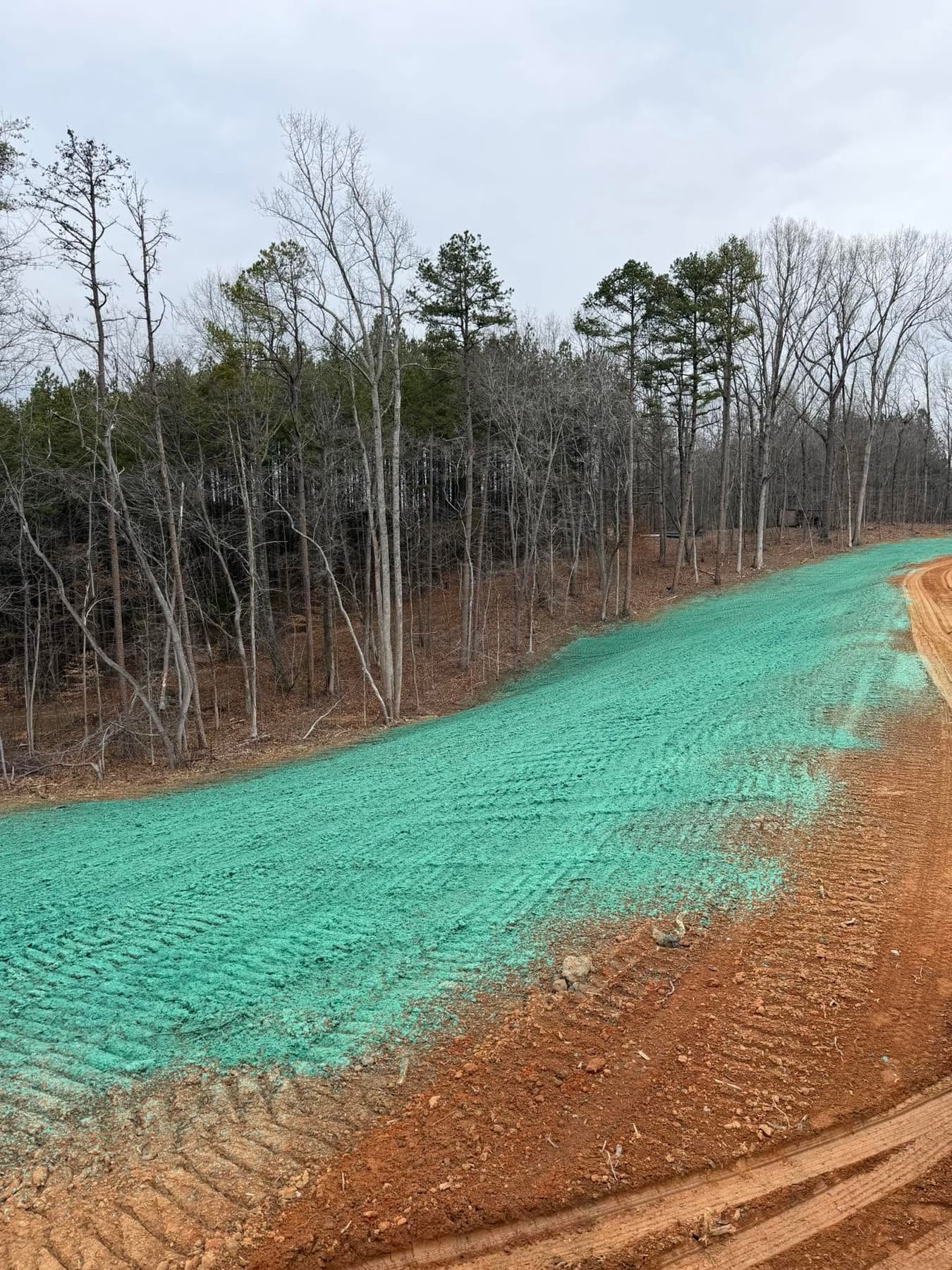 Freshly hydroseeded slope along an access road near a retention pond